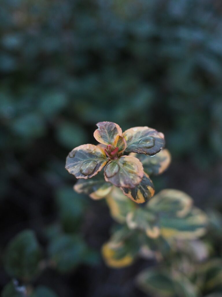 image, green, nature, plant, serene